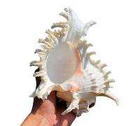 LYVQZPWLRMélange de Coquillages Marins, Coquillages naturels, Grands Coquillages de Plage Parfaits(D)