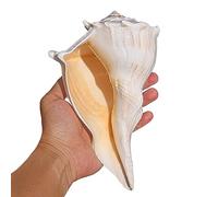 LYVQZPWLRMélange de Coquillages Marins, Grands Coquillages naturels, conques océaniques de 10 à 18 cm(G)