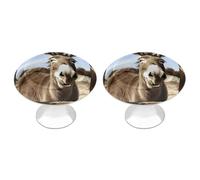 LZQPOEAS Lot de 2 boutons de tiroir drôles en forme d'âne - Quincaillerie d'armoire en acier inoxydable de 2,8 cm - Poignées d'armoire rondes élégantes pour cuisine, placard, meubles