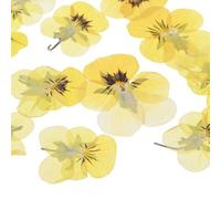 M METERXITY 12-Pack Fleurs Pressées Séchées pour Résine, Véritables Fleurs Naturelles en Vrac pour Artisanat/DIY Bijoux/Scrapbooking/Bougie/Peinture Florale [Jaune Noir]