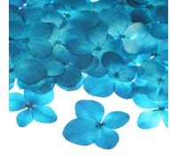 M METERXITY 60-Pack Fleurs Pressées Séchées pour Résine, Vraies Fleurs Naturelles en Gros pour Artisanat/DIY Bijoux/Scrapbooking/Bougie/Fournitures pour Résine Époxy [Bleu Clair]