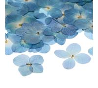 M METERXITY 60-Pack Fleurs Pressées Séchées pour Résine, Vraies Fleurs Naturelles en Vrac pour Artisanat/DIY Bijoux/Scrapbooking/Bougie/Fournitures pour Résine Époxy [Bleu Blanc]