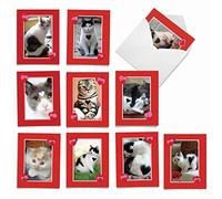 M5658ocb-b1 X 10 Box Lot de 10 'Heartfelt Chats' vierge toutes les occasions carte de voeux avec des images de chats Montrer combien de cœur qu'ils ont, avec enveloppes