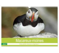 Macareux-moines Des petits oiseaux originaux! (Calendrier mural 2027 DIN A3 vertical), CALVENDO calendrier mensuel: Visite des macareux sur l'île de Skellig Michael en Irlande.