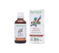 Macérat de bourgeon de bouleau pubescent bio - purification et minceur