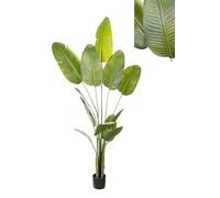 MACETA STRELITZIA