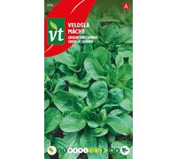 Mâche Verte de Cambrai Graines - Petites feuilles rondes vert foncé en rosettes