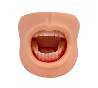 Mâchoire D'étude Réutilible | Détails Anatomiques Précis, Modèle Démonstration buccal, Réaliste, pr École, Enseignants, Dentistes