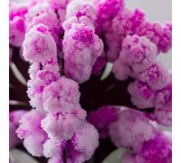 Mad Monkey - Cerisier magique en fleurs