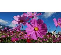 MAELSA® GRAINES EN SACHET POUR POTAGER ET JARDIN - FLEURS - SEMENCES DE FLEURS DIVERS VARIETES AU CHOIX (COSMOS SENSATION VARIE)