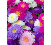 MAELSA® GRAINES EN SACHET POUR POTAGER ET JARDIN - FLEURS - SEMENCES DE FLEURS DIVERS VARIETES AU CHOIX (REINE MARGUERITE)