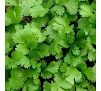 MAELSA® GRAINES EN SACHET POUR POTAGER ET JARDIN - SEMENCES D'AROMATES DIVERS VARIETES (CORIANDRE)