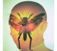 Rhizome