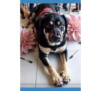 MAGGIE MAY TEEN DETECTIVE: CASE OF THE RETIRED SERVICE DOG