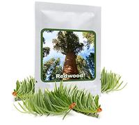 Magic of Nature: 25 Pcs. Graines de Séquoia Géant