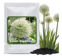 Magic of Nature Graines d'Ail Géant (30 Pcs) Allium giganteum, Vivace et Rustique - Fleurs Blanches jusqu'à 150cm pour Votre Jardin