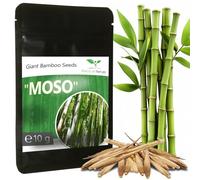 Magic of Nature: Graines de Bambou Géant (350 pcs - 10 gr.) | Rustique & Croissance Rapide - Brise-vue & Protection Vent Idéal pour le Jardin