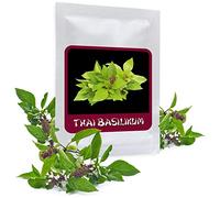 Magic of Nature Graines de Basilic Thaï 100 Pcs (Ocimum Basilicum) - Semences Aromatiques pour Cuisine Asiatique - Idéal Balcon & Potager