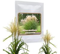 Magic of Nature Graines de Roseau de Chine Géant - env. 100 pcs - Miscanthus sinensis - Plume d'Argent - Graminée Rustique pour Haie & Jardin