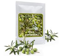 Magic of Nature Graines d'Olivier - 10 Pcs Olea europaea Olivier Méditerranéen pour Jardin Balcon & Bonsaï - Vraies Graines d'Arbre à Huile