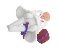 MAGICLULU 1 Ensemble Modèle de Pelvis Simulateur de Naissance avec Fœtus Cordon Ombilical et Placenta pour Éducation Prénatale Formation Accouchement