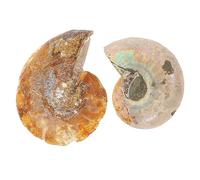 MAGICLULU 1 Jeu Échantillon Fossile Ammonite Décoration Pédagogique Pour Enseignement Décorations Intérieures 2 Pièces