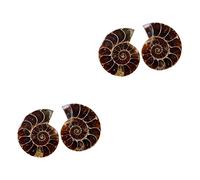 MAGICLULU 2 Ensembles Décorations Ammonite Fossile De Simulation Pour Enseignement Paléontologie Décoration Intérieure 2 Pièces * 2