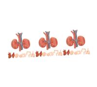 MAGICLULU 3 Ensembles Modèle D'aide Pédagogique Montessori Enseigner Anatomie Modèle Anatomique Estomac Les Pièces Le Muscle Outil Pédagogique Modèles D'organes Internes Pvc 8 Pièces * 3