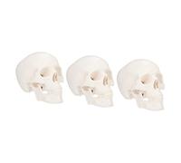 MAGICLULU 3 Pièces Modèle de Crâne Détachable Plastique pour Enseignement Outil Éducatif Anatomique pour Étudiants et pour Démonstrations et Recherches