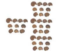 MAGICLULU 4 Ensembles Fossile D'ammonite Pierre Spécimen Parure Éducative En Ammonite Étudiant Modèles D'ammonites Amusants Des Modèles Science Jouets Physique Fossile Naturel 10 Pièces * 4