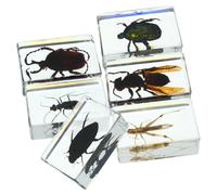 MAGICLULU 6 Pièces spécimen d'insecte insectes pour les enfants insecte préservé Spécimens de bugs science insecte dans un spécimen de résine presse-papiers de collection de bugs Transparent