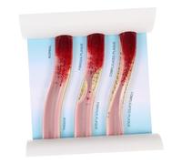 MAGICLULU Anatomique de Vaisseaux Sanguins Outil Pédagogique pour Enseignement Simulation de Plaques Sanguines Fibreuses Parfait pour Étudiants