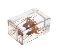MAGICLULU D'éducation Enfants Spécimens D'ambre Affichage Des Insectes Animal Résine