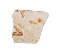 MAGICLULU Fossile de Poisson Paléontologique Décor de Bureau Modèle de Simulation Scientifique Éducatif pour Enseignement et Ornement de Table