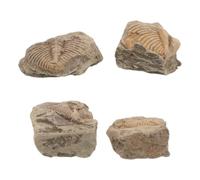 MAGICLULU Fossile de Trilobite en Pierre Objet Décoratif 4 Pièces Aide Visuelle Pédagogique et Étagères et Musées