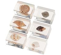 MAGICLULU Lot de 6 Coquillages Décoratifs en Résine, Spécimens Biologiques Marins Robustes et Pratiques, pour Bureau ou Collection sur Bureau Style Aléatoire