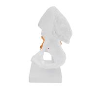 MAGICLULU Modèle Anatomique de Hanche en PVC pour Enseignement Squelette Détail Réaliste Modèle d'Articulation du Fémur Support pour Formation et Cabinet