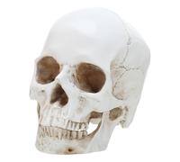 MAGICLULU Modèle de Crâne Détachable Modèle Anatomique Réaliste pour Éducation Médicale Décoration Artistique