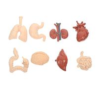 MAGICLULU Modèle d'Organes Éducatif 1 Ensemble Jouets d'Apprentissage Anatomiques Simulation d'Organes Internes Accessoires Pédagogiques pour Garçon et Filles Pratique et Intuitif