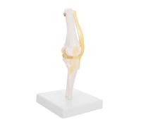MAGICLULU Modèle Genou Modèle D'articulation Du Genou Modèle D'anatomie De L'articulation Du Genou Modèle D'anatomie Du Genou Modèle D'articulation Humaine Plastique