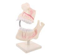 MAGICLULU Modèle Réaliste pour et Formation Typodont Plastique Observation Détaillée des Dents Simulation pour Pratique et Enseignement Oral