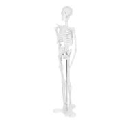 MAGICLULU Modèle Squelette Maquette Modèle Du Corps Humain Pour Les Enfants Modèle Anatomique De Squelette Humain Modèle D'enseignement Des Sciences Mini-squelettes Blanche Plastique