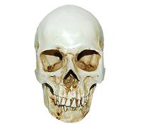 MagiDeal 1: 1 Crâne Humain en Résine Enseignement Anatomique Décoration