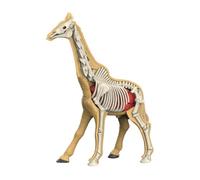 MagiDeal Modèle de corps d'animal - Démonstration pédagogique - Jouet d'apprentissage - Accessoires pédagogiques - Parties du corps - Outil d'étude, 31010