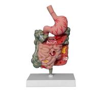 MagiDeal Modèle de système digestif humain grand intestin cecum modèle de modèle d'estomac éducatif professionnel démonstration