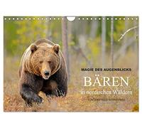 Magie des Augenblicks - Bären in nordischen Wäldern (Wandkalender 2026 DIN A4 quer), CALVENDO Monatskalender: Eindrucksvolle Bildern von den ... fotografiert von Winfried Wisniewski