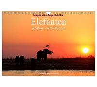 Magie des Augenblicks - Elefanten - Afrikas sanfte Riesen (Wandkalender 2026 DIN A4 quer), CALVENDO Monatskalender: Eindrucksvolle Bilder von den ... Erde, fotografiert von Winfried Wisniewski