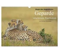 Magie des Augenblicks: Geparde - verschmuste Raubkatzen (Wandkalender 2026 DIN A3 quer), CALVENDO Monatskalender: Winfried Wisniewski hat über 30 ... dabei faszinierende Fotos schießen können.