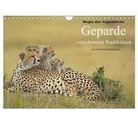 Magie des Augenblicks: Geparde - verschmuste Raubkatzen (Wandkalender 2026 DIN A4 quer), CALVENDO Monatskalender: Winfried Wisniewski hat über 30 ... dabei faszinierende Fotos schießen können.