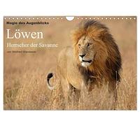 Magie des Augenblicks - Löwen - Herrscher der Savanne (Wandkalender 2026 DIN A4 quer), CALVENDO Monatskalender: Eindrucksvolle Bilder von der der ... fotografiert von Winfried Wisniewski